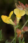 Bird's-foot trefoil